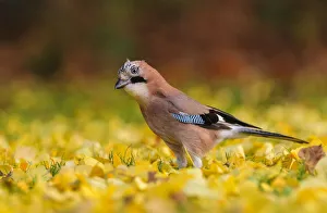 Eurasian jay (Garrulus glandarius) foraging in autumn leaves. London, England, UK Eurasian jay (Garrulus glandarius) foraging in autumn leaves. London, England, UK