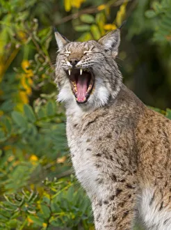 Eurasian lynx (Lynx lynx) yawning. Captive Eurasian lynx (Lynx lynx) yawning. Captive