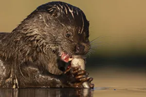 Eurasian otter (Lutra lutra) feeding on a fish, Pusztaszer Reserve, Hungary. May Eurasian otter (Lutra lutra) feeding on a fish, Pusztaszer Reserve, Hungary. May