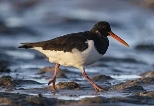 Eurasian oystercatcher (Haematopus ostralegus) walking over tidal mudflats in low winter Eurasian oystercatcher (Haematopus ostralegus) walking over tidal mudflats in low winter