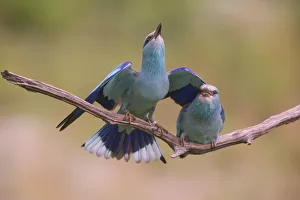 Eurasian rollers (Coracias garrulus) courting on branch, Hungary. June Eurasian rollers (Coracias garrulus) courting on branch, Hungary. June