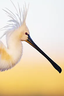 Eurasian spoonbill (Platalea leucorodia), portrait, Pusztaszer reserve, Hungary. May Eurasian spoonbill (Platalea leucorodia), portrait, Pusztaszer reserve, Hungary. May