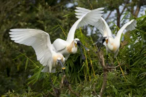 Eurasian Spoonbill / White Spoonbill (Platalea leucorodia) in courtship display. Balz Eurasian Spoonbill / White Spoonbill (Platalea leucorodia) in courtship display. Balz