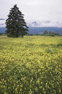 Eurepean yellow rattle (Rhinanthus alectorolophus) flowering in alpine meadow, Liechtenstein Eurepean yellow rattle (Rhinanthus alectorolophus) flowering in alpine meadow, Liechtenstein