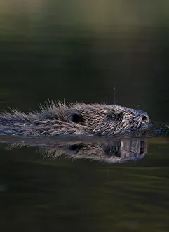European beaver (Castor fiber) swimming in river, Bergslagen, Sweden, June 2009 European beaver (Castor fiber) swimming in river, Bergslagen, Sweden, June 2009