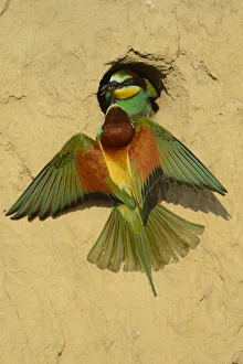 European bee eater (Merops apiaster) pair at nest at breeding site European bee eater (Merops apiaster) pair at nest at breeding site