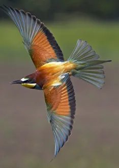 European Bee-eater (Merops apiaster) in flight, Pusztaszer, Hungary, May 2008 European Bee-eater (Merops apiaster) in flight, Pusztaszer, Hungary, May 2008