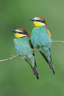 European Bee-eater (Merops apiaster) perched. Hungary, Europe, May European Bee-eater (Merops apiaster) perched. Hungary, Europe, May