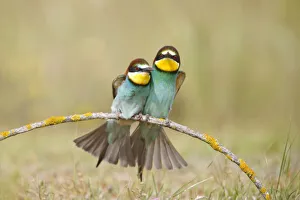 European bee eaters (Merops apiaster) sitting close together on branch. Seville, Spain European bee eaters (Merops apiaster) sitting close together on branch. Seville, Spain