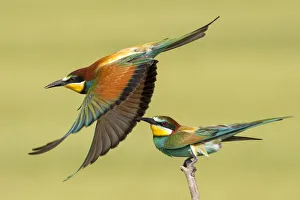 European bee eaters (Merops apiaster) one taking off another perched European bee eaters (Merops apiaster) one taking off another perched