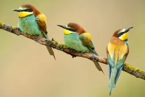 European Bee-eaters (Merops apiaster) perching. The Pyrenees, Spain, May European Bee-eaters (Merops apiaster) perching. The Pyrenees, Spain, May