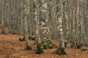European beech (Fagus sylvatica) forest, with fallen leaves on ground, Pollino National Park European beech (Fagus sylvatica) forest, with fallen leaves on ground, Pollino National Park