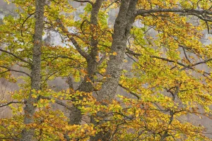 European beech (Fagus sylvatica) trees in autumn, Pollino National Park, Basilicata European beech (Fagus sylvatica) trees in autumn, Pollino National Park, Basilicata