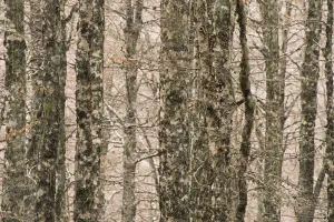 European beech (Fagus sylvatica) trunks in forest, Pollino National Park, Basilicata European beech (Fagus sylvatica) trunks in forest, Pollino National Park, Basilicata