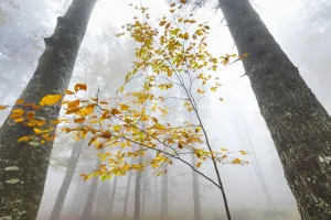 European beech forest (Fagus sylvatica) in autumn, view from below in the mist European beech forest (Fagus sylvatica) in autumn, view from below in the mist