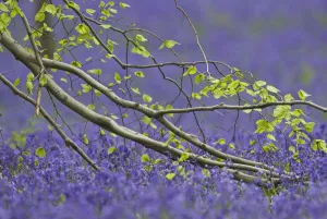 European beech tree (Fagus sylvatica) branch above a Bluebell (Hyacinthoides non-scripta European beech tree (Fagus sylvatica) branch above a Bluebell (Hyacinthoides non-scripta