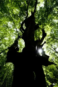 European beech tree (Fagus sylvatica) silhouetted in a pristine forest near the river European beech tree (Fagus sylvatica) silhouetted in a pristine forest near the river