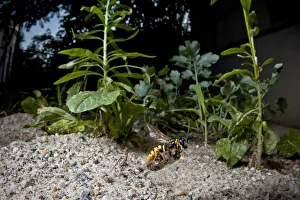 European beewolf (Philanthus triangulum) flying, carrying paralysed bee to nest, Budapest European beewolf (Philanthus triangulum) flying, carrying paralysed bee to nest, Budapest
