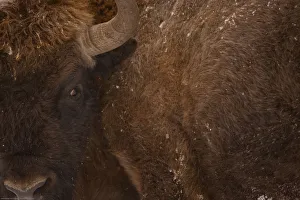 European bison (Bison bonasus) close up, Bialowieza NP, Poland, February 2009 European bison (Bison bonasus) close up, Bialowieza NP, Poland, February 2009
