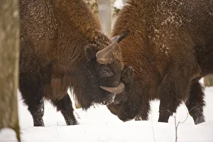Two European bison (Bison bonasus) fighting, Bialowieza NP, Poland, February 2009 Two European bison (Bison bonasus) fighting, Bialowieza NP, Poland, February 2009