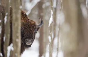 European bison (Bison bonasus) in forest, Bialowieza NP, Poland, February 2009 European bison (Bison bonasus) in forest, Bialowieza NP, Poland, February 2009