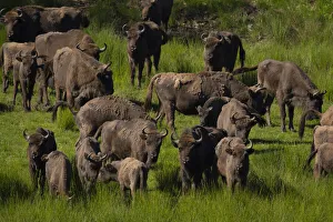 European bison (Bison bonasus) herd in grassland. Eriksberg Wildlife and Nature Park European bison (Bison bonasus) herd in grassland. Eriksberg Wildlife and Nature Park