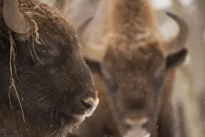 European bison (Bison bonasus) portrait, Bialowieza NP, Poland, February 2009 European bison (Bison bonasus) portrait, Bialowieza NP, Poland, February 2009