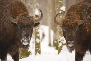 Two European bison (Bison bonasus) in snow, Bialowieza forest, Poland, February 2009 Two European bison (Bison bonasus) in snow, Bialowieza forest, Poland, February 2009