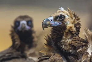 European Black vulture (Aegypius monachus) portrait of two birds, Campanarios de European Black vulture (Aegypius monachus) portrait of two birds, Campanarios de