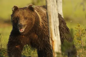 European brown bear (Ursus arctos) with mouth open by tree, Kuhmo, Finland, July European brown bear (Ursus arctos) with mouth open by tree, Kuhmo, Finland, July