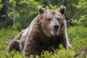 European Brown Bear (Ursus arctos arctos), a large male taking a rest in a cloud of European Brown Bear (Ursus arctos arctos), a large male taking a rest in a cloud of