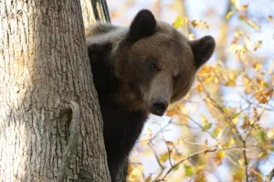 European brown bear (Ursus arctos) looking down from tree, captive, Private Bear Park European brown bear (Ursus arctos) looking down from tree, captive, Private Bear Park