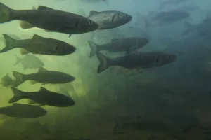 European chub (Squalius / Leuciscus cephalus) and Bream (Abramis brama) shoal in European chub (Squalius / Leuciscus cephalus) and Bream (Abramis brama) shoal in