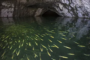 European Chubb (Squalius / Leuciscus cephalus) in cave, Plitvice Lakes National Park, Croatia European Chubb (Squalius / Leuciscus cephalus) in cave, Plitvice Lakes National Park, Croatia