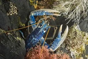 European / Common Lobster (Homarus gammarus) in rocky retreat. Controlled conditions, Cornwall, UK European / Common Lobster (Homarus gammarus) in rocky retreat. Controlled conditions, Cornwall, UK