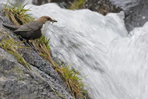 European dipper (Cinclus cinclus) on rock by stream with food in beak, Vall DIncles European dipper (Cinclus cinclus) on rock by stream with food in beak, Vall DIncles