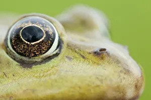European edible frog (Rana esculenta) close-up of head showing eye, Prypiat area European edible frog (Rana esculenta) close-up of head showing eye, Prypiat area