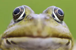 European edible frog (Rana esculenta) head, Prypiat area, Belarus, June 2009. WWE BOOK European edible frog (Rana esculenta) head, Prypiat area, Belarus, June 2009. WWE BOOK