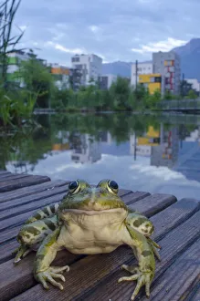 European edible frog (Rana esculenta) in urban park, next to pond with buildings in European edible frog (Rana esculenta) in urban park, next to pond with buildings in