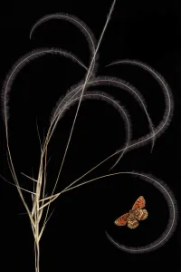 European feather grass (Stipa pennata) with Heath fritillary butterfly (Melitaea European feather grass (Stipa pennata) with Heath fritillary butterfly (Melitaea
