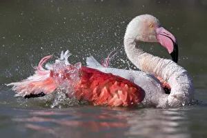 European flamingo (Phoenicopterus roseus) bathing Camargue, France, May European flamingo (Phoenicopterus roseus) bathing Camargue, France, May