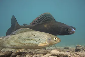 European grayling (Thymallus thymallus) pair spawning, the dark one is the male, Lake Thun European grayling (Thymallus thymallus) pair spawning, the dark one is the male, Lake Thun
