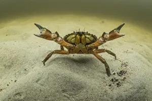 European green crab (Carcinus maenas), an invasive species in North America, Kejimkujik European green crab (Carcinus maenas), an invasive species in North America, Kejimkujik