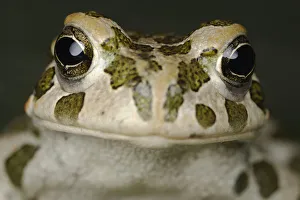 European green toad (Bufo viridis) head portrait, Stenje region, Galicica National Park European green toad (Bufo viridis) head portrait, Stenje region, Galicica National Park