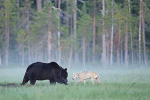 European grey wolf (Canis lupus) interacting with a European brown bear (Ursus arctos) Kuhmo European grey wolf (Canis lupus) interacting with a European brown bear (Ursus arctos) Kuhmo