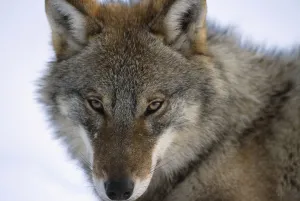European Grey Wolf portrait {Canis lupus} Russia European Grey Wolf portrait {Canis lupus} Russia