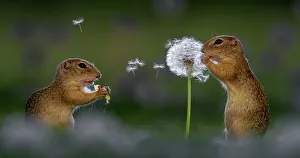 Two European ground squirrel (Spermophilus citellus), feeding on dandelion, Hungary Two European ground squirrel (Spermophilus citellus), feeding on dandelion, Hungary