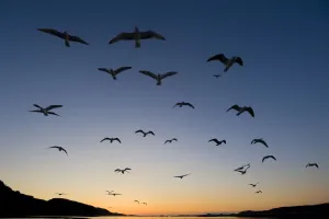 European Herring Gull (Larus argentatus) flock in flight at sunset Norway, May European Herring Gull (Larus argentatus) flock in flight at sunset Norway, May