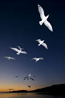 European Herring Gulls (Larus argentatus) in flight at sunset Norway, May European Herring Gulls (Larus argentatus) in flight at sunset Norway, May