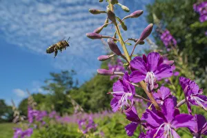 European honey bee (Apis mellifera) flying to feed on Rosebay willowherb (Chamerion European honey bee (Apis mellifera) flying to feed on Rosebay willowherb (Chamerion